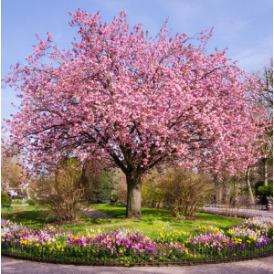 Sakura ozdobná (Prunus serrulata) ´KANZAN´ - výška 150-180 cm, kont. C25L/C30L - NA KMIENKU